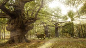 Deer Stag in Windsor Great Park Forest.