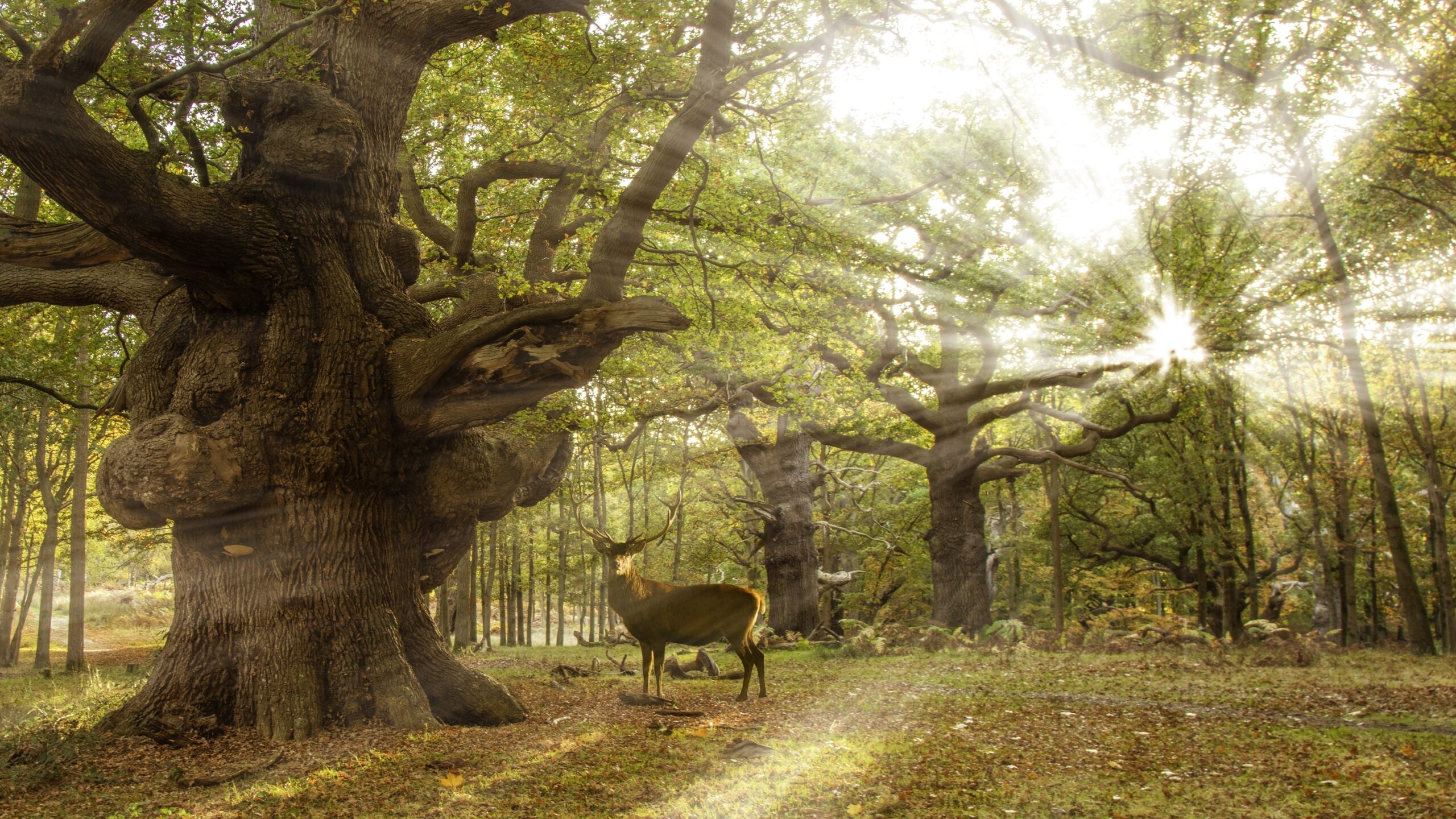 Deer Stag in Windsor Great Park Forest.