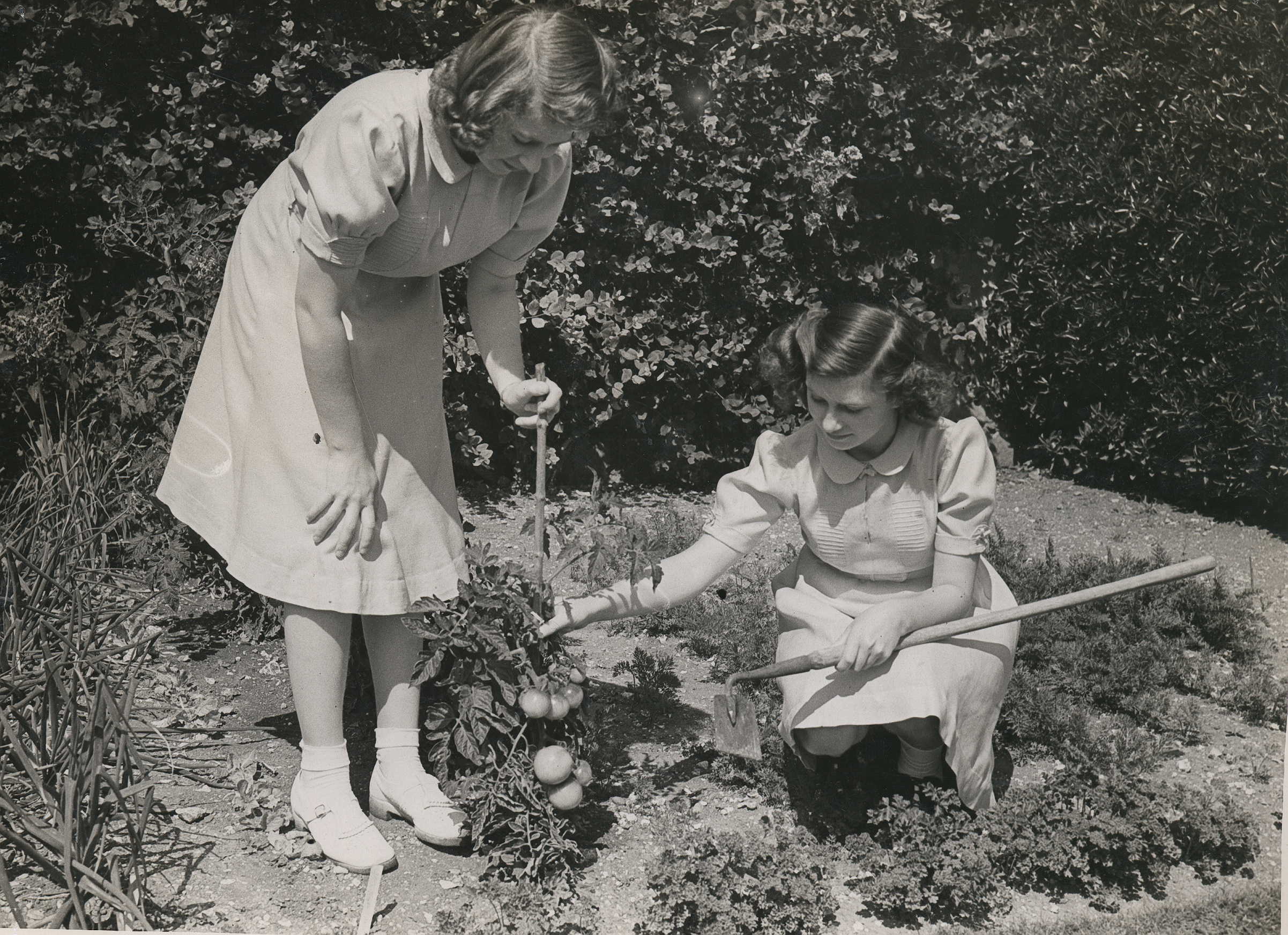 The Princess Elizabeth and Princess Margaret Rose inspect tomatoes which they grew in their garden. Sept. 8 1943.