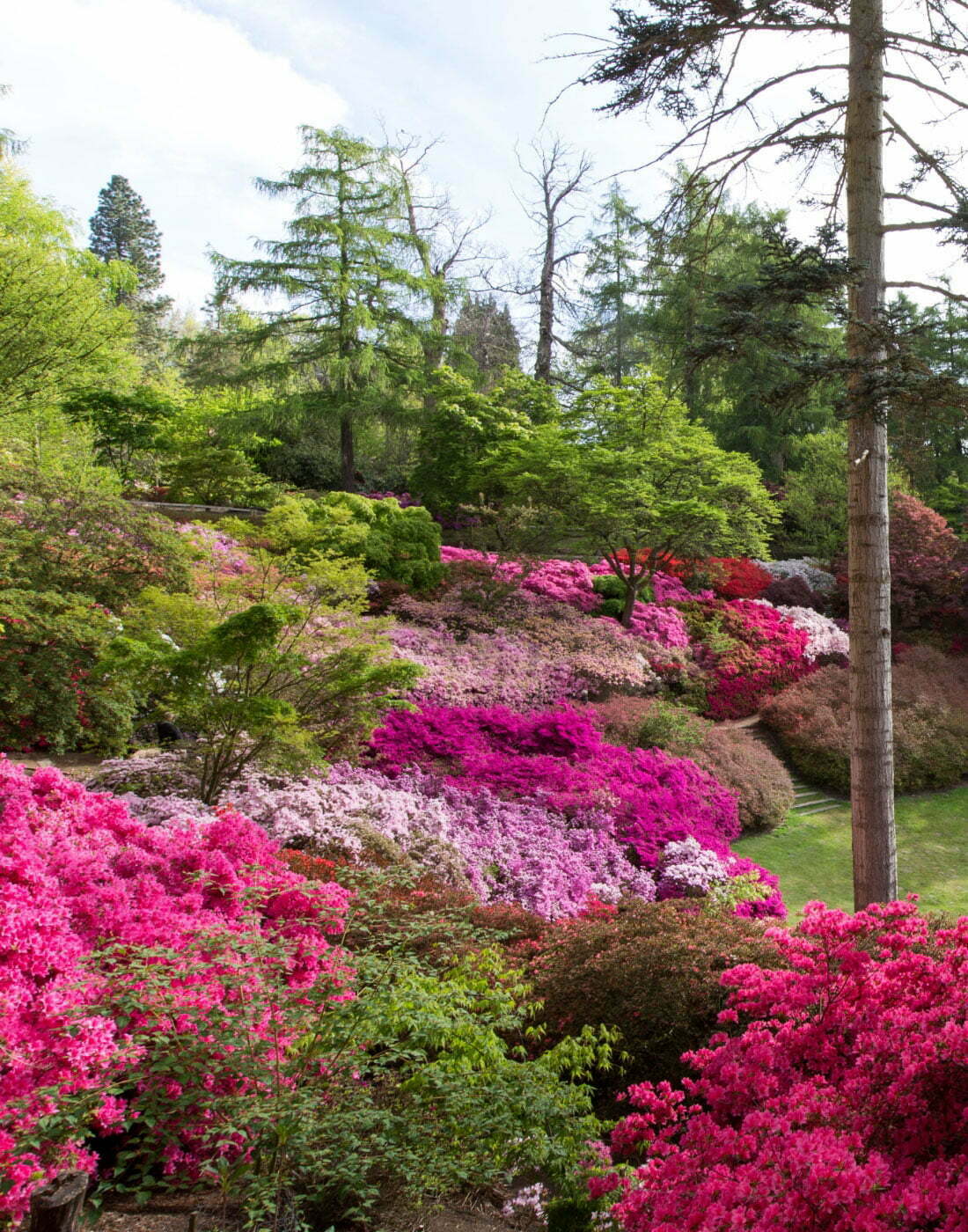 The Valley Gardens Punch Bowl surrounded by flowering shrubbery