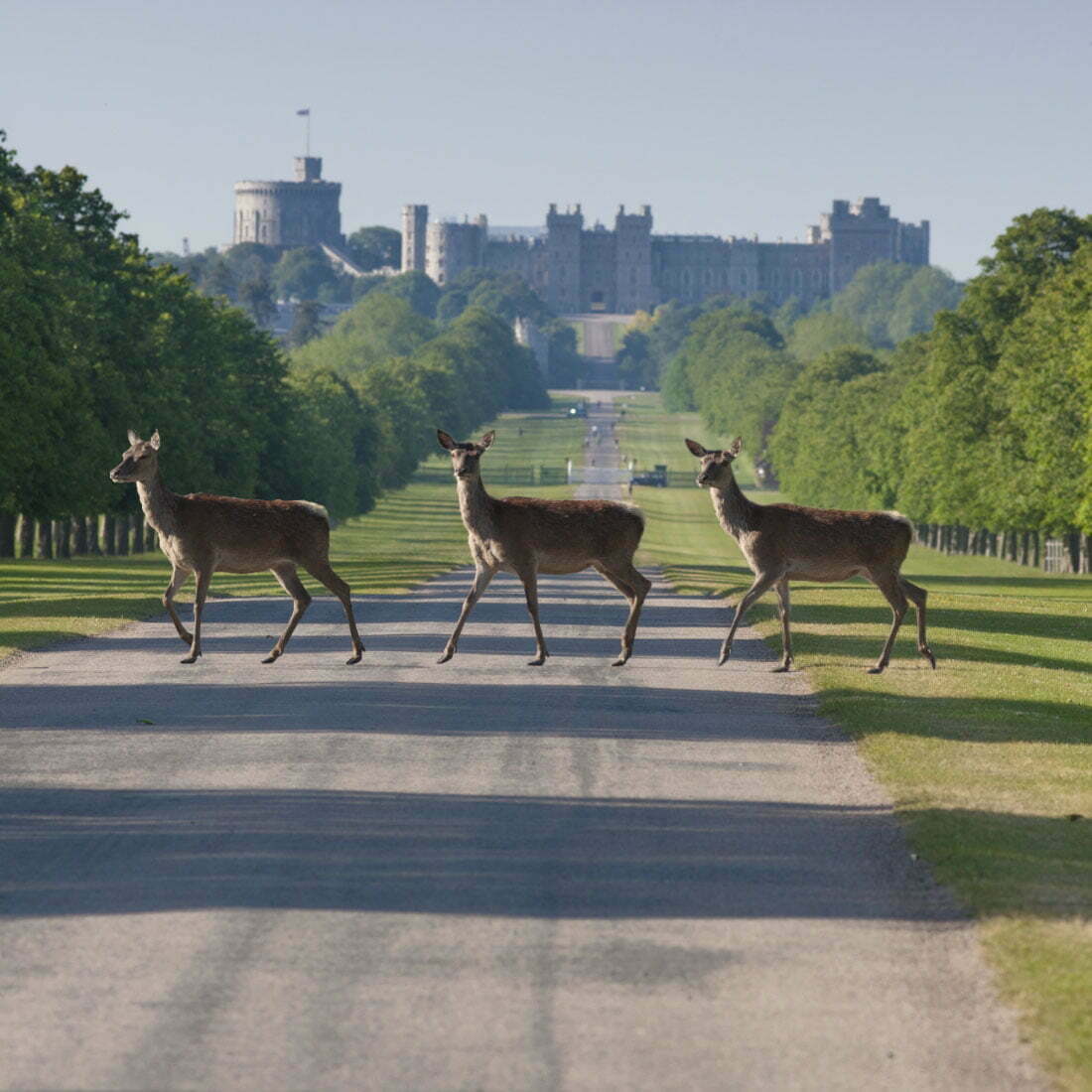 Three deer across the path with Windsor Castle in the background