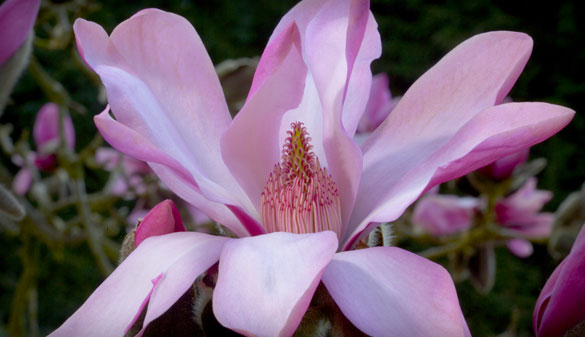 An open bud of Magnolia Eric Savill.