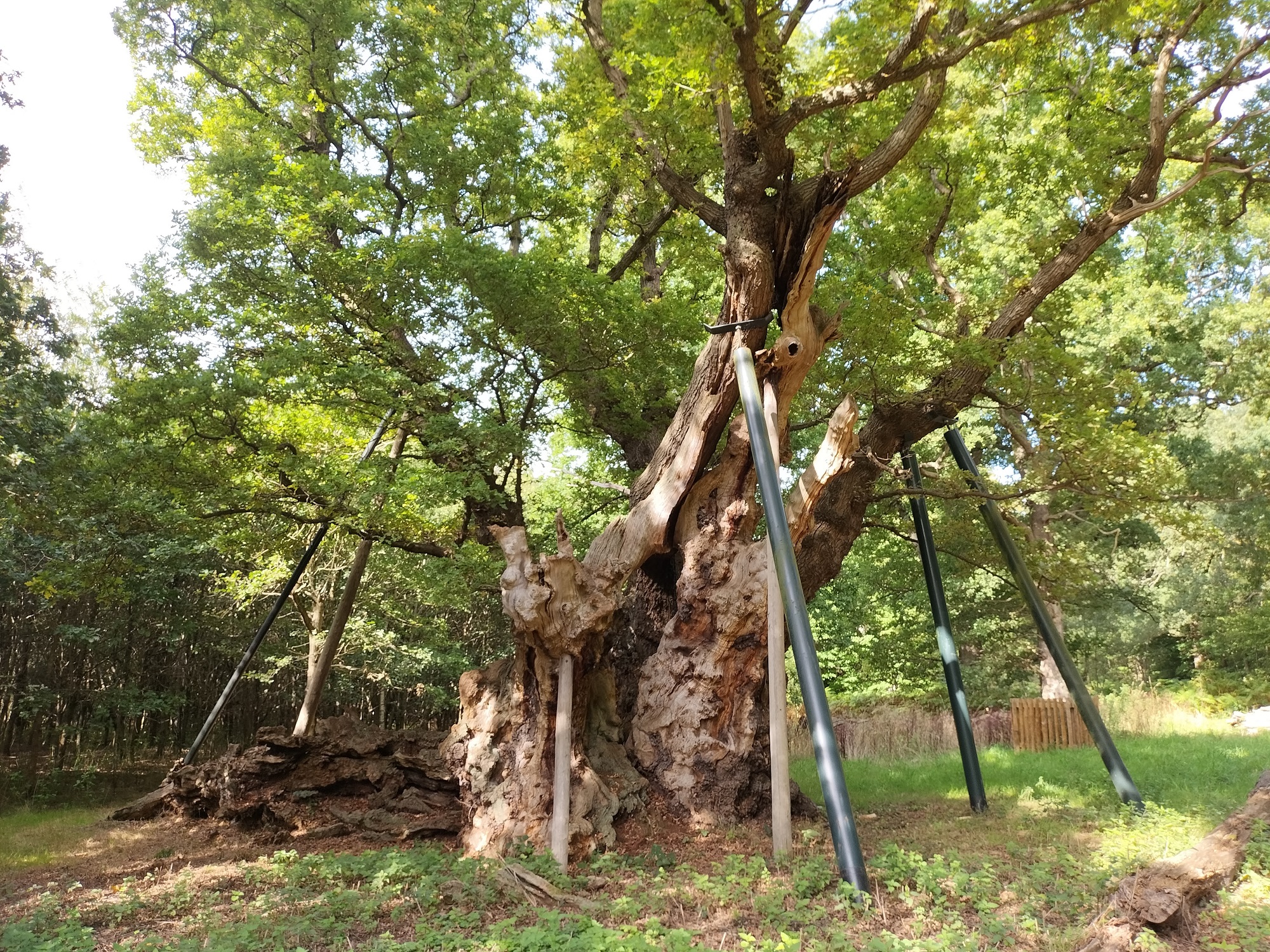 King Offa's Oak tree supported by struts.