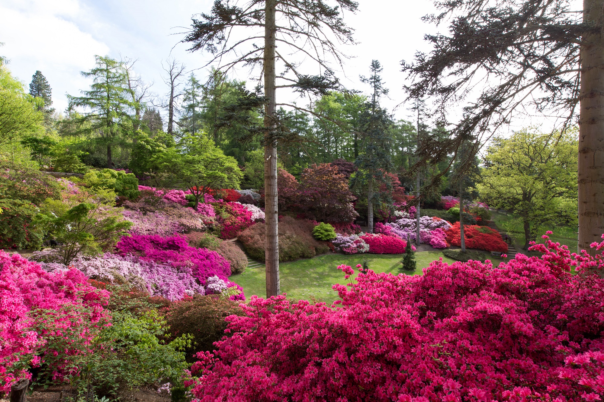 The Valley Gardens Punch Bowl surrounded by flowering shrubbery