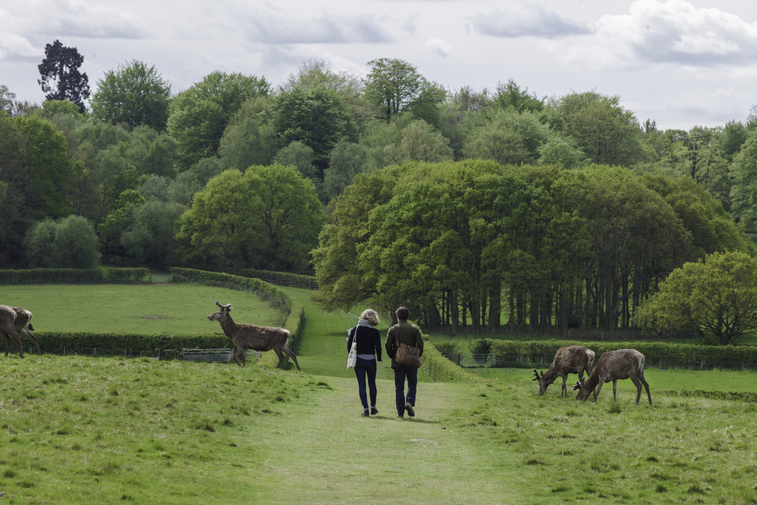 Two people walking in a field with deer either side of the path.