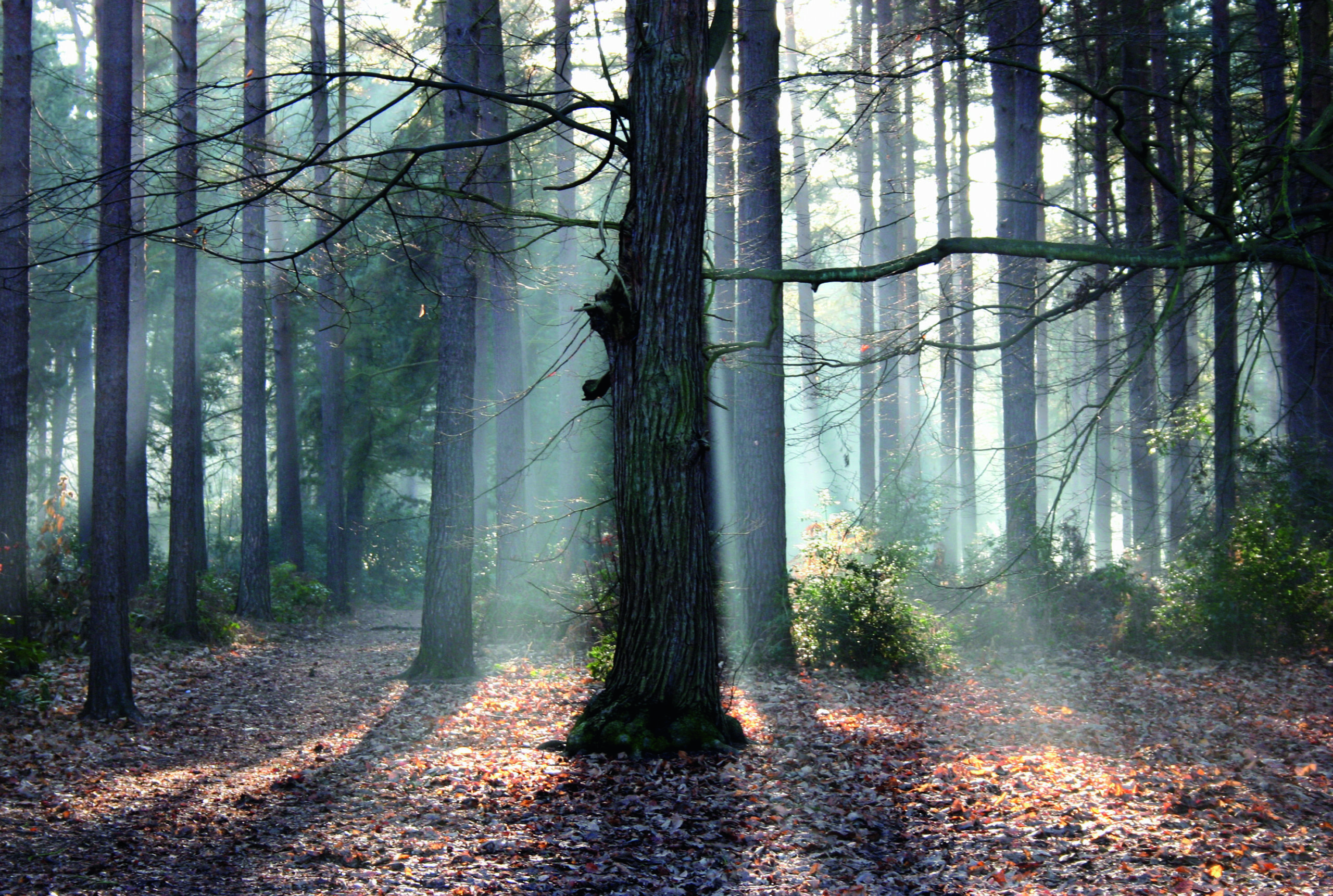 Cluster of trees, Swinley Forest.