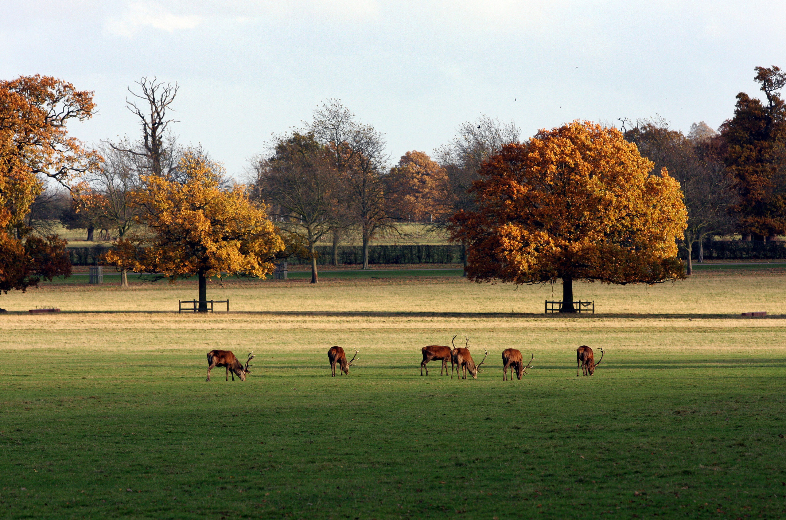 Stags grazing in the Deer Park.