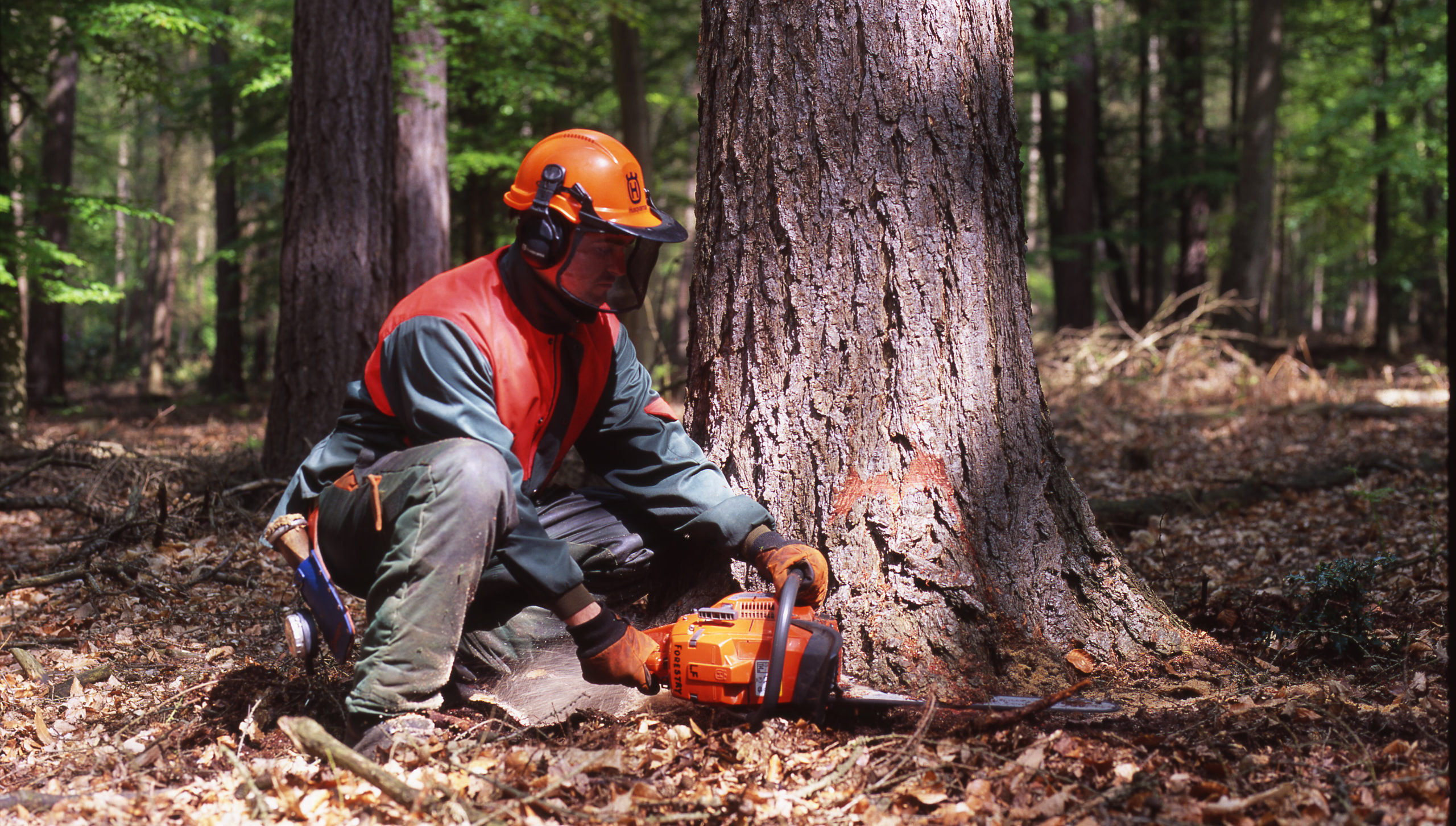 A forester wearing protective gear begins thinning out a section of the forest.