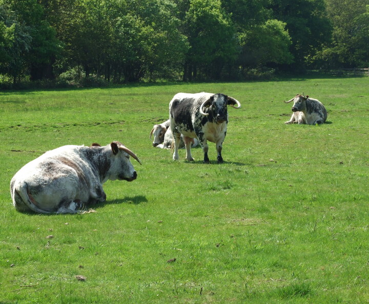 A herd of deer in Stag Meadow.