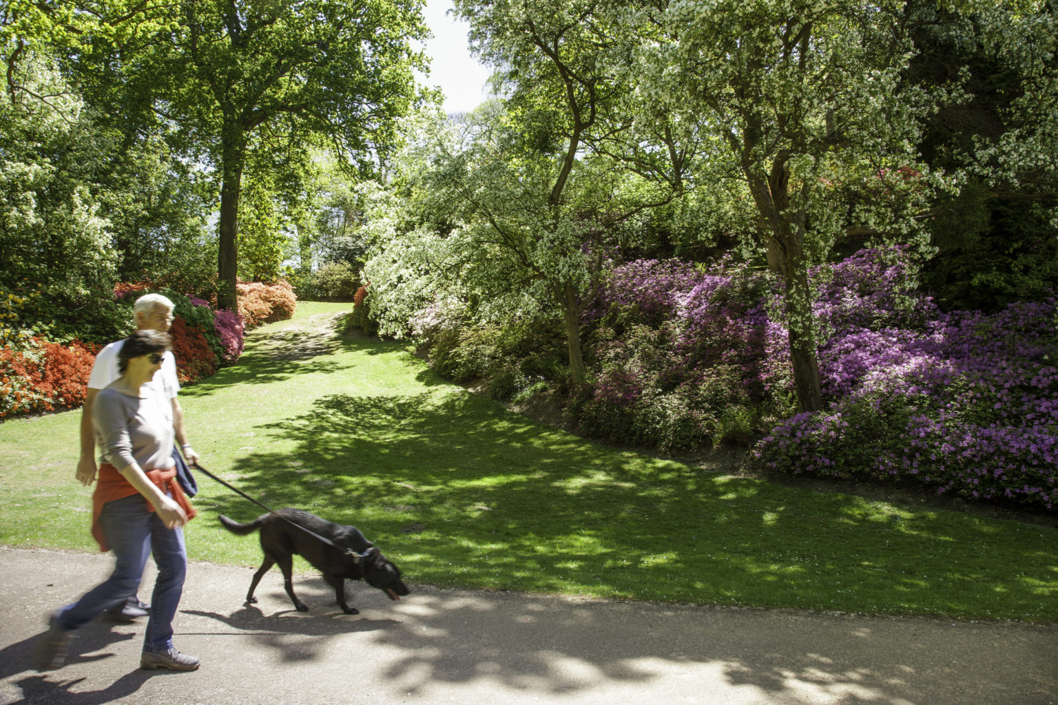 Dog walking Windsor Great Park