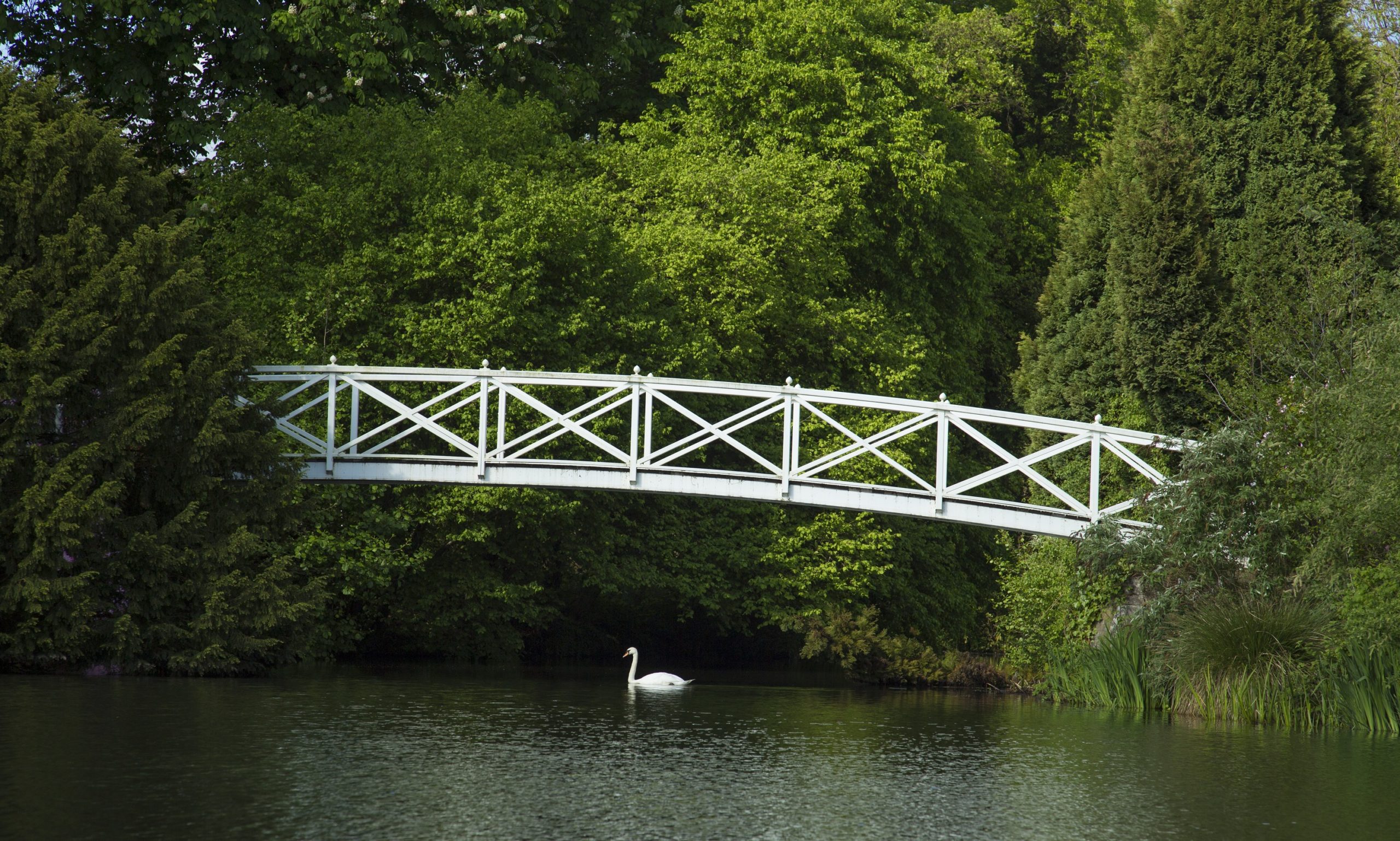 A swan swims beneath the Virginia Water footbridge .