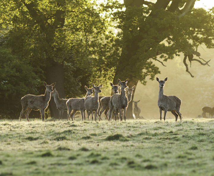 A herd of deer in Stag Meadow.