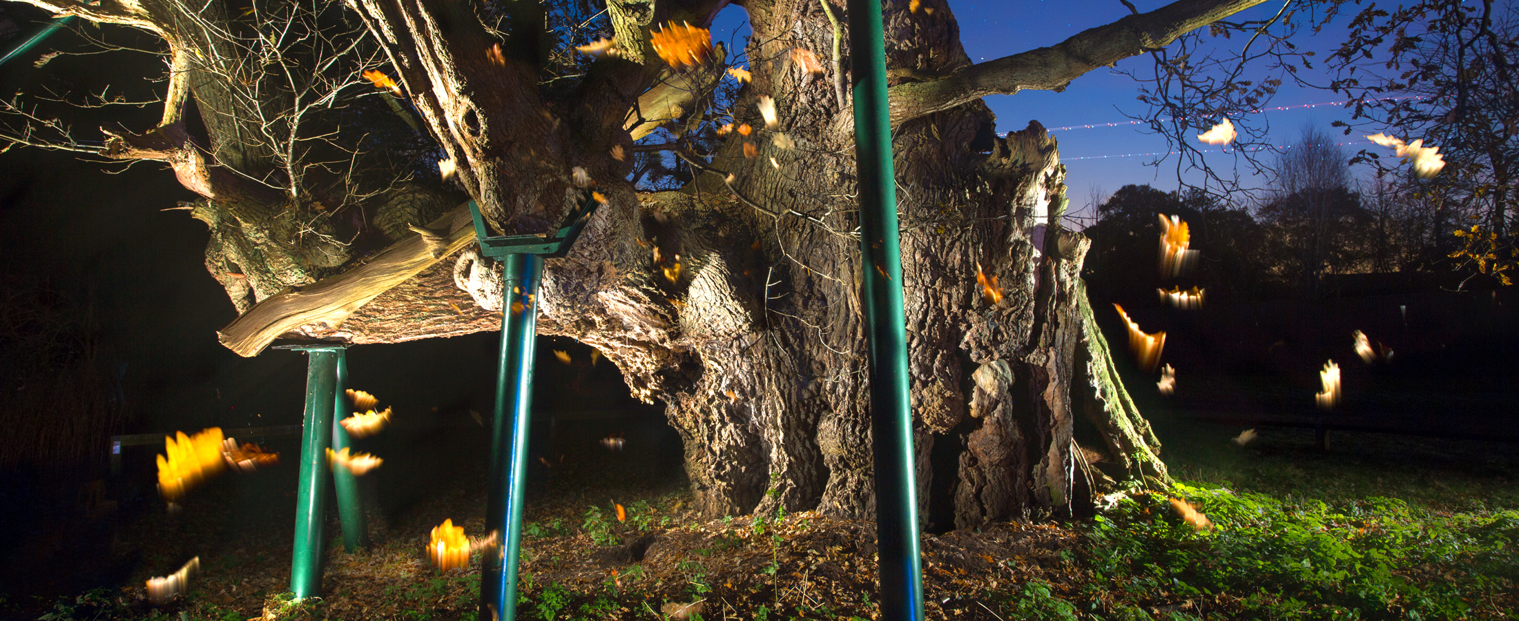 A huge ancient tree is supported by braces.