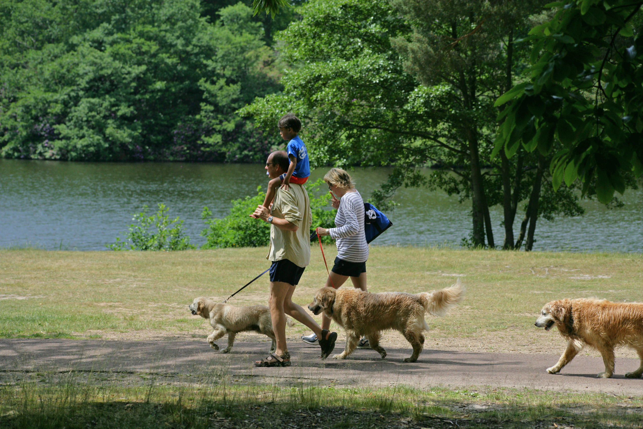 Dog shop walking park