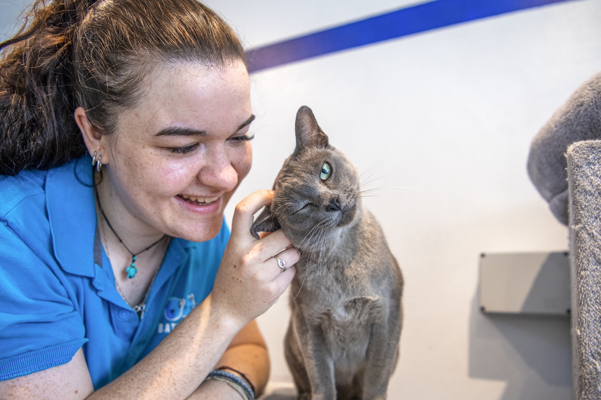 Battersea cat with a staff member.