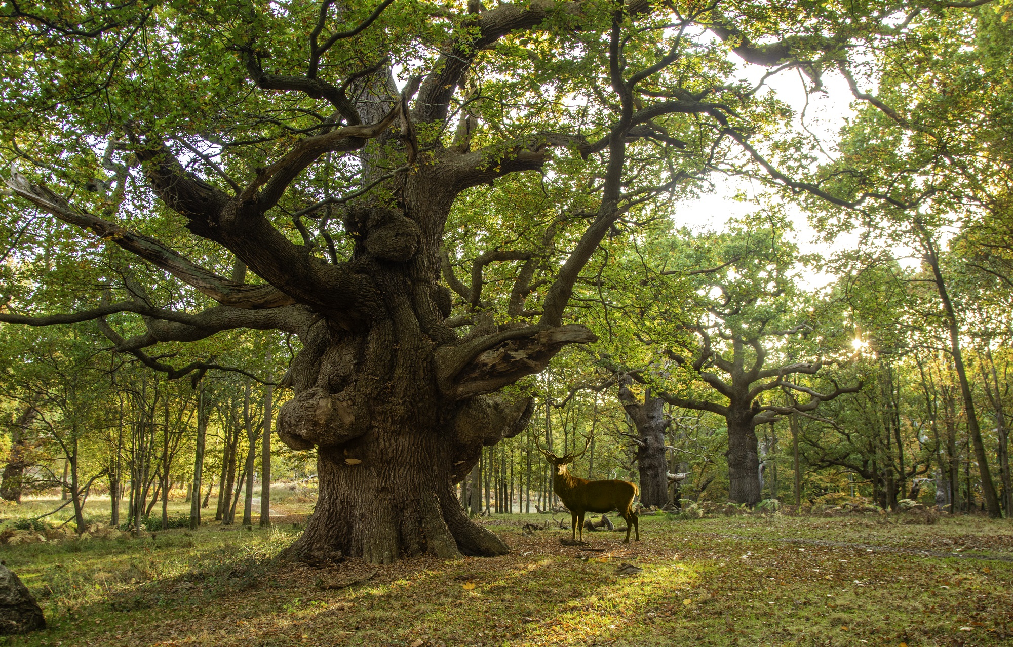 A stag stood next to a large tree within the woodland of Windsor Great Park.