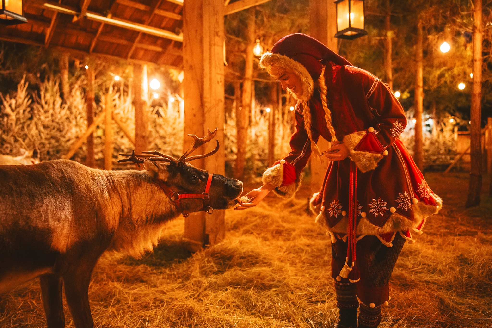 Elf feeding Reindeer, Lapland UK.
