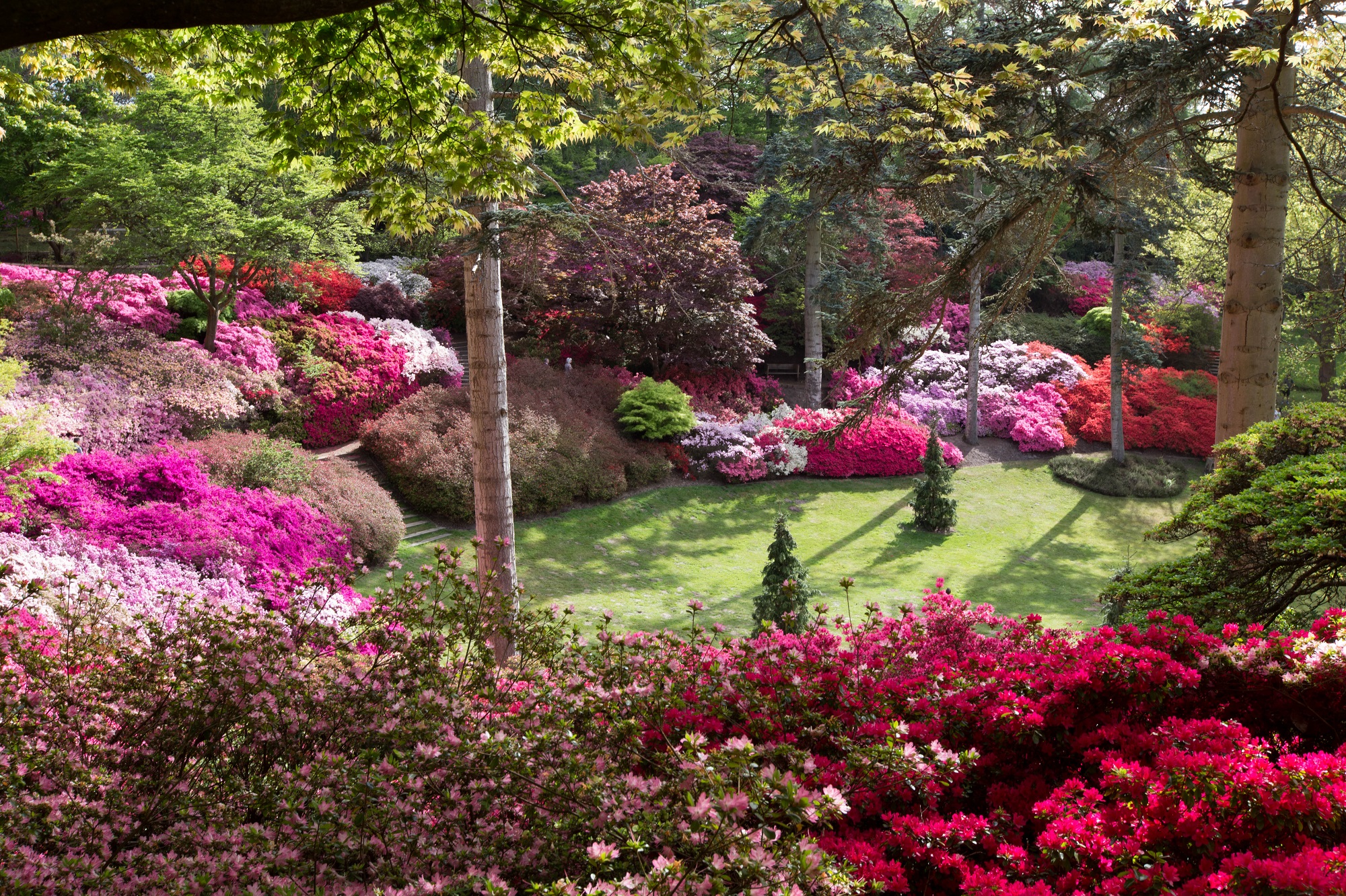 The Valley Gardens Punch Bowl surrounded by flowering shrubbery