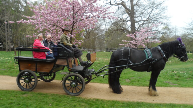 Ascot Carriages in front of cherry trees.