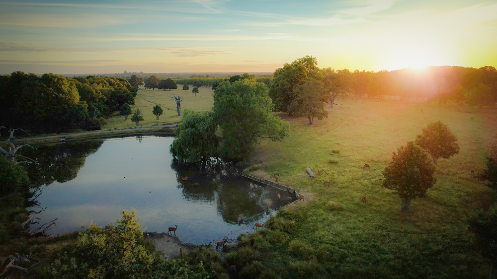 An aerial photograph of Windsor Great Park showing a lake, trees and open grassland.
