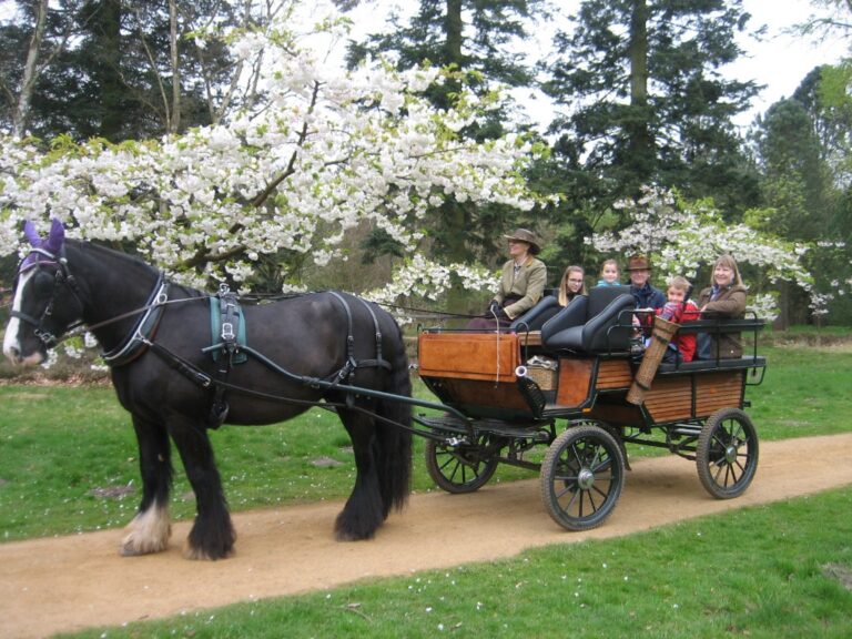 Family enjoying Ascot Carriages in Windsor Great Park.