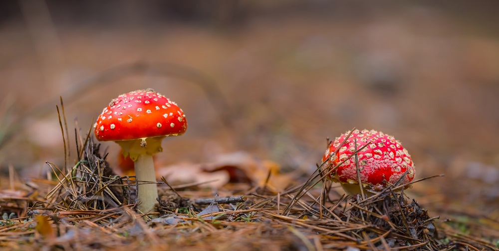 Close up of red Flyagaric mushroom.