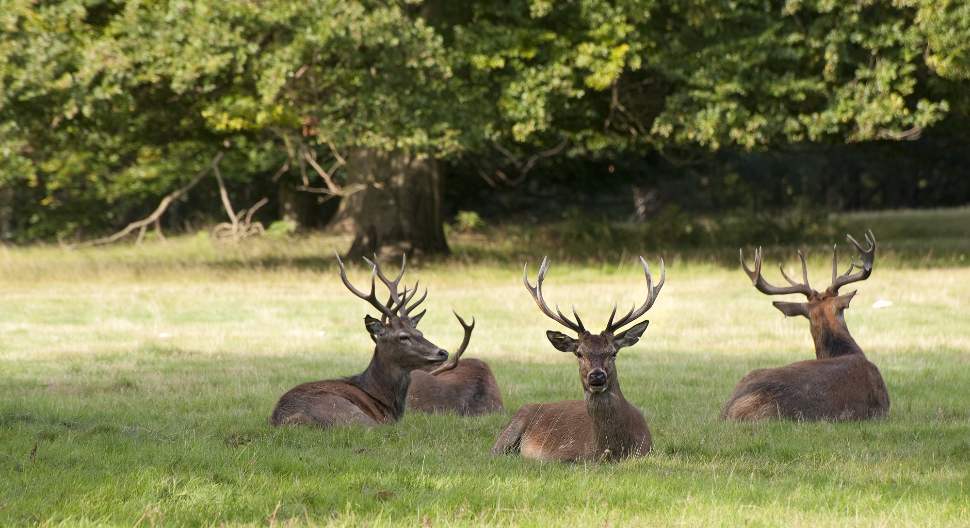 Four stags lying on the grass with trees in the background.