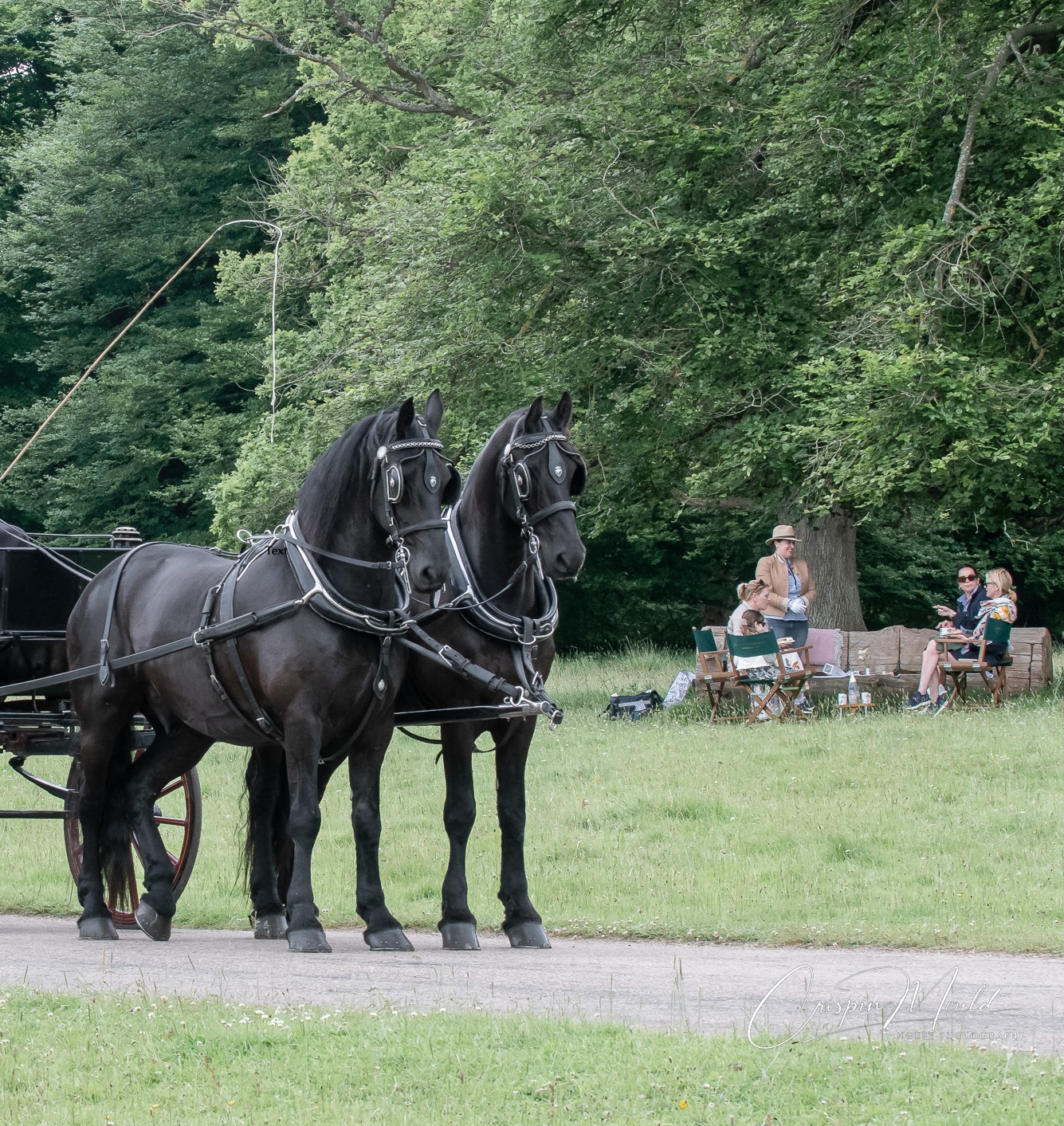 Group of people underneath a tree on the Long Walk having a picnic. Picture shows the very front of a carriage with two black horses.