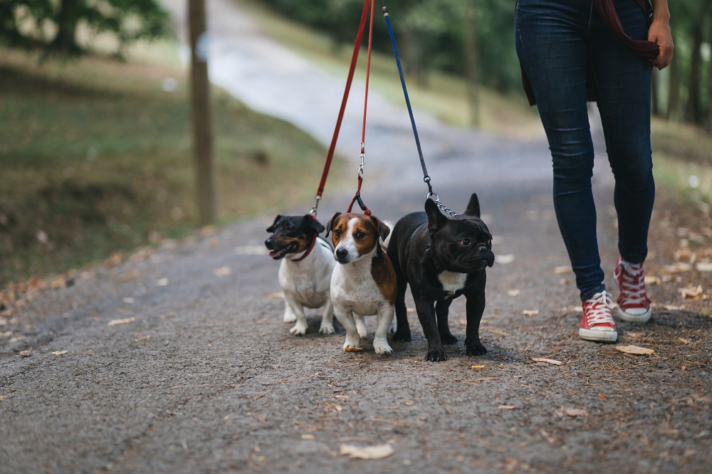 Dog walker with three dogs on a lead.