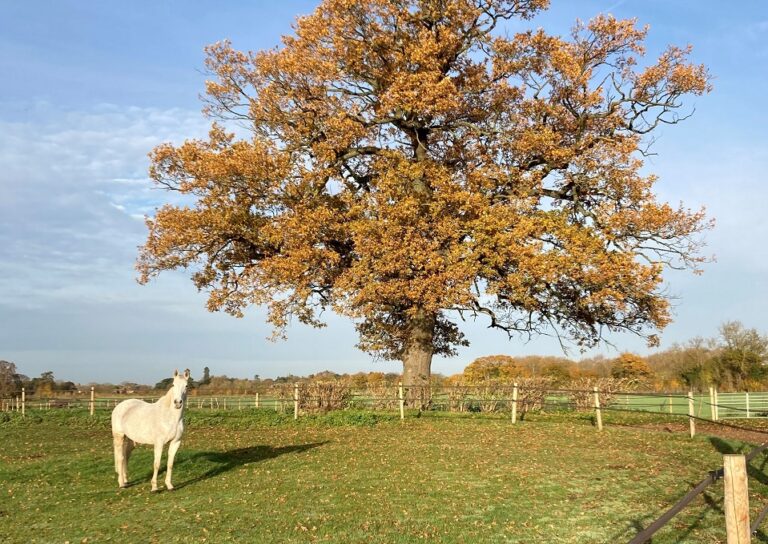 Single white horse in a field at Manor Farm Stables.