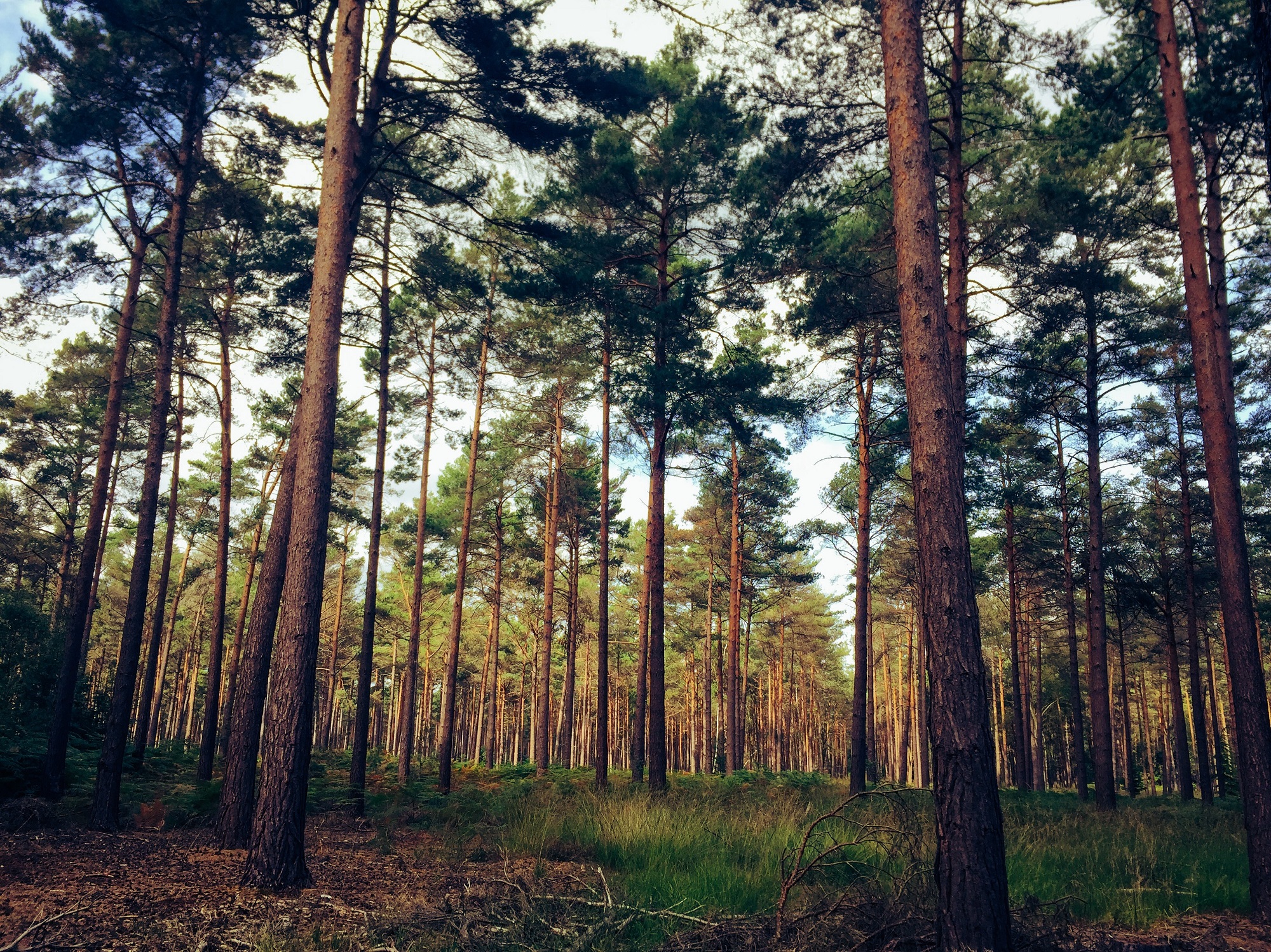 Pine trees at Swinley Forest.