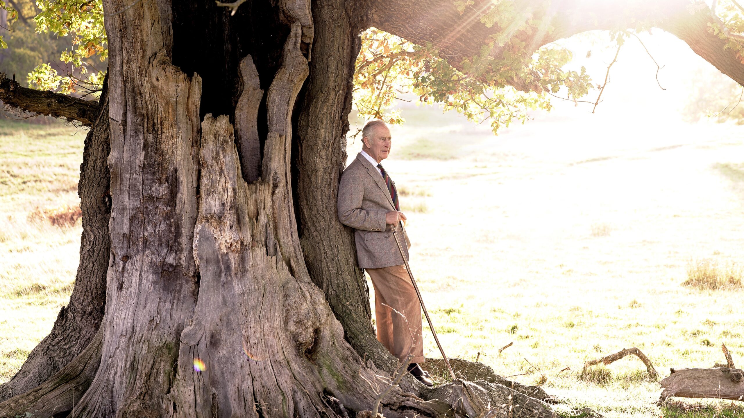 A deer standing beside an ancient oak tree in Windsor Great Park.