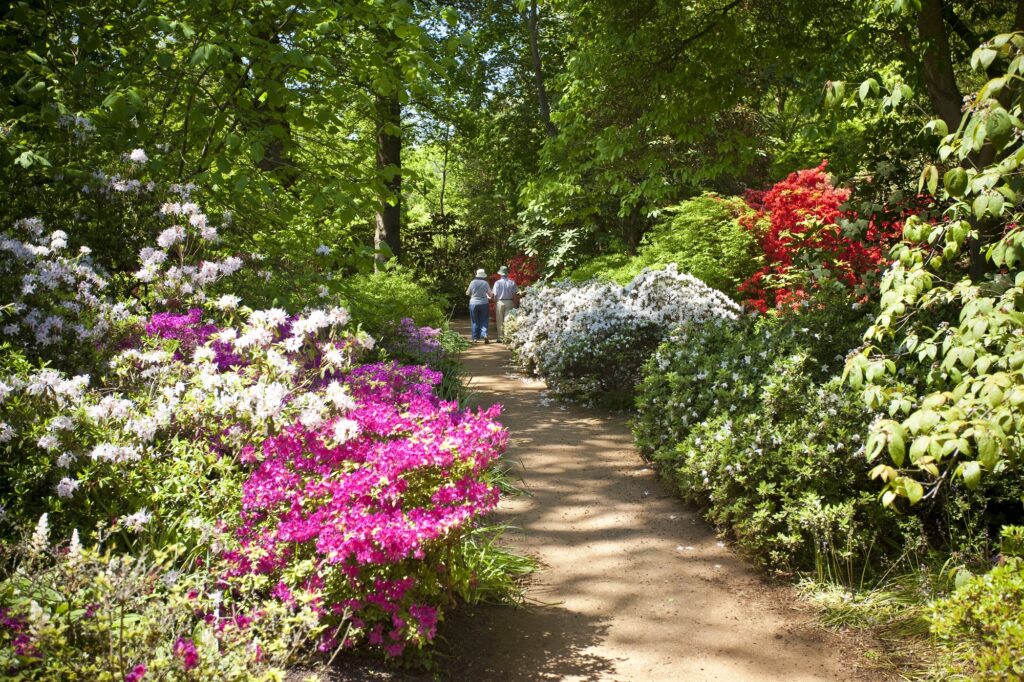 The Spring Wood in flower at The Savill Garden.