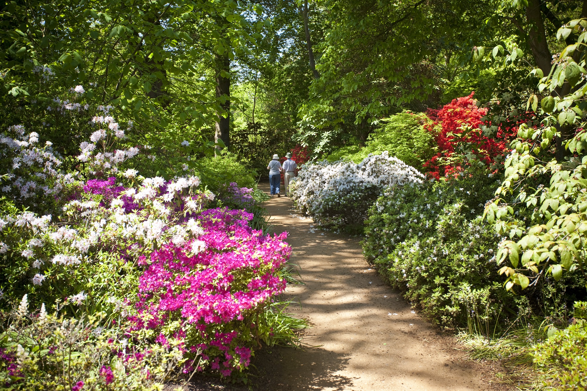 The Spring Wood in flower (within The Savill Garden).