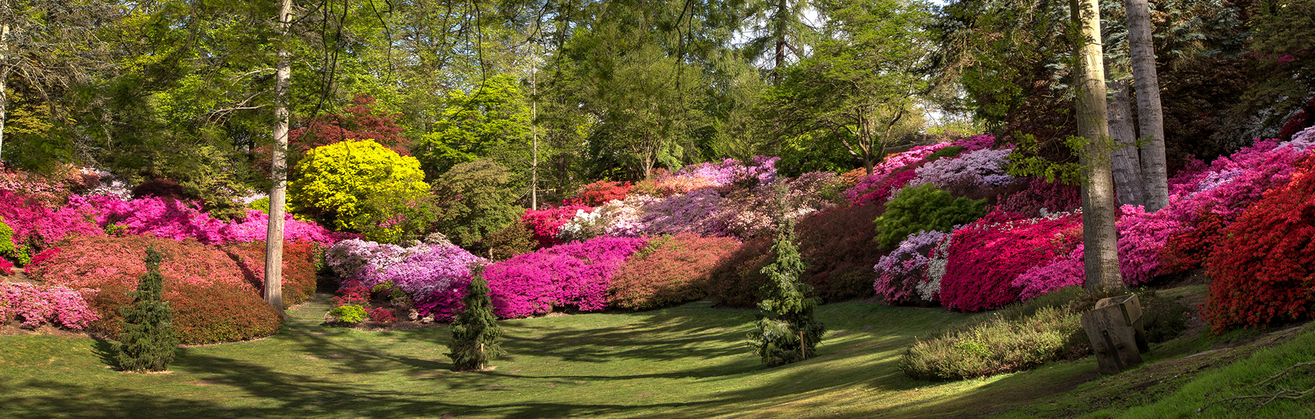 The Valley Gardens Punch Bowl surrounded by flowering shrubbery