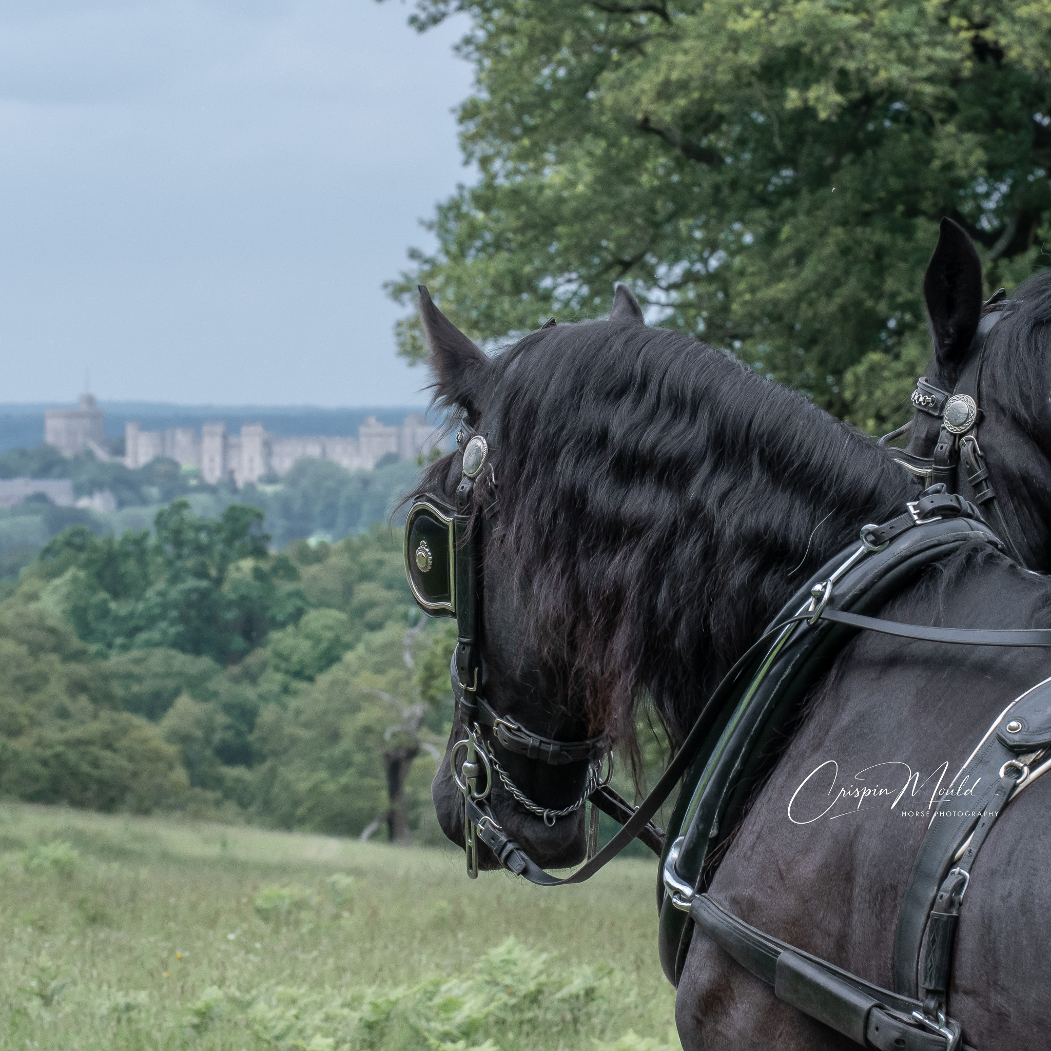 Two black horses at the top of the Long Walk overlooking Windsor Castle in the distance.