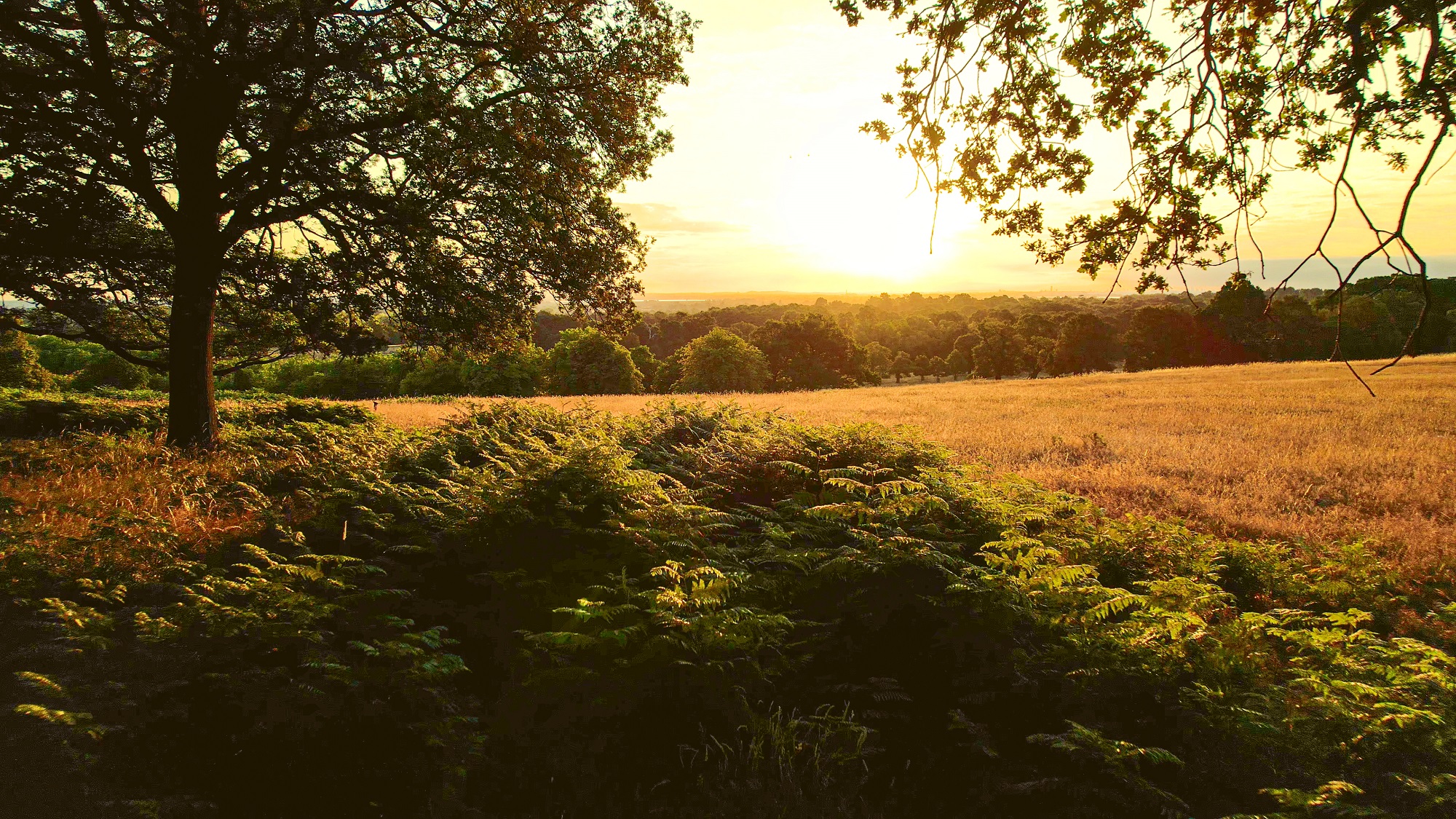 View of trees and grassland in The Deer Park.