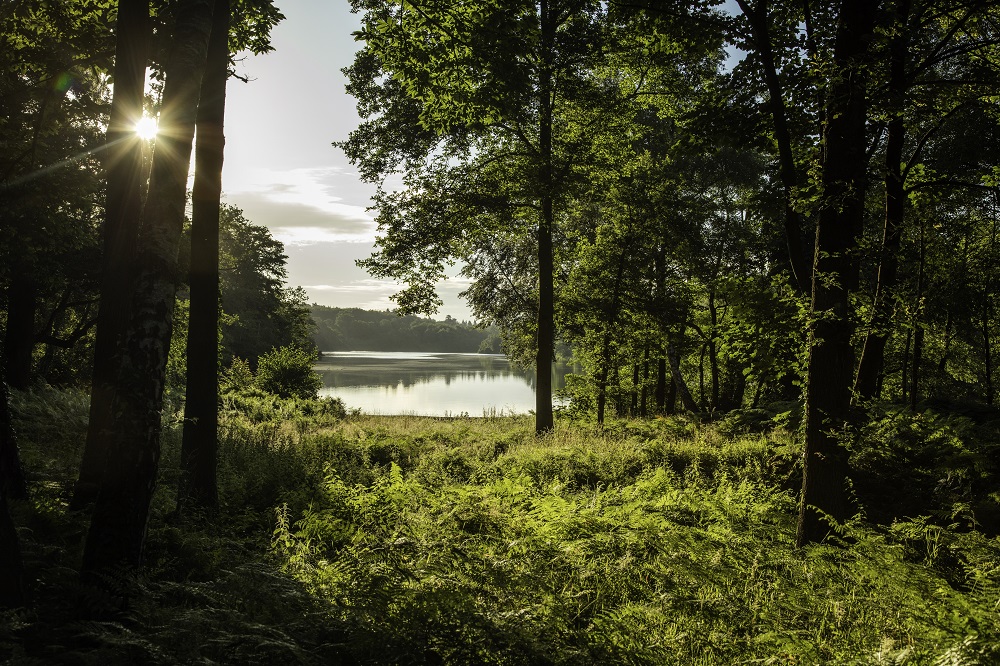 A photograph of Virginia Water, seen through trees and shrubs.