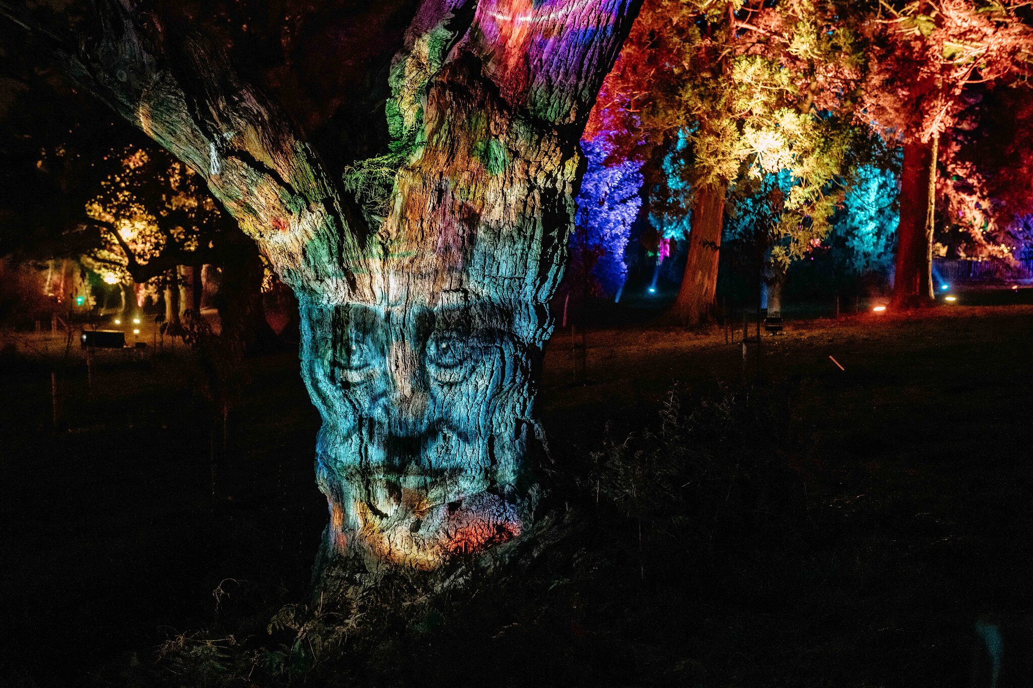 Windsor Great Park Illuminated, a hologram of a face on a tree with colourful lights in the background.
