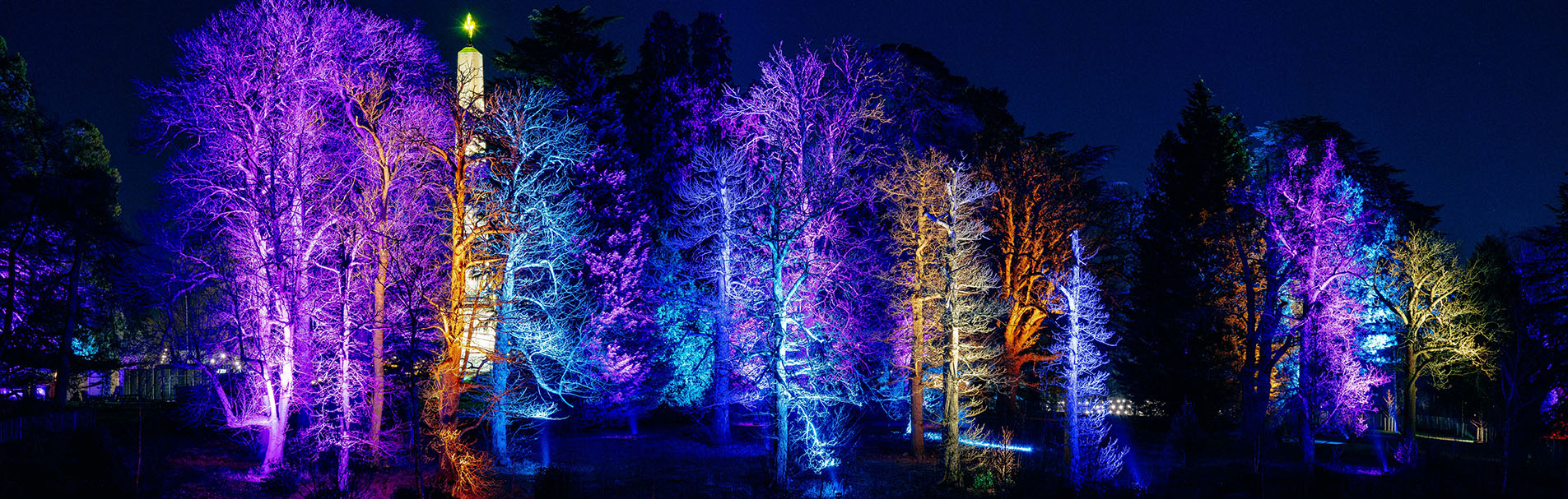 Night time view of trees up-lit with colourful lights.