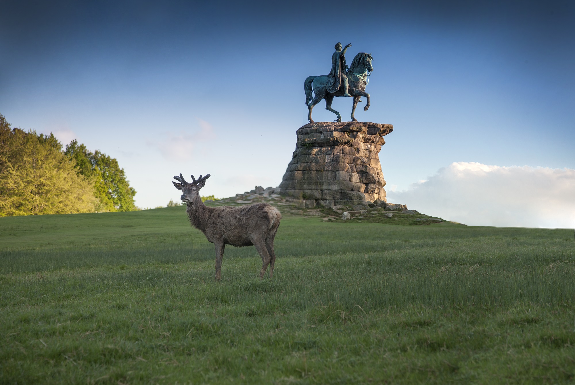 A Stag in the Deer Park with The Copper Horse in the background.