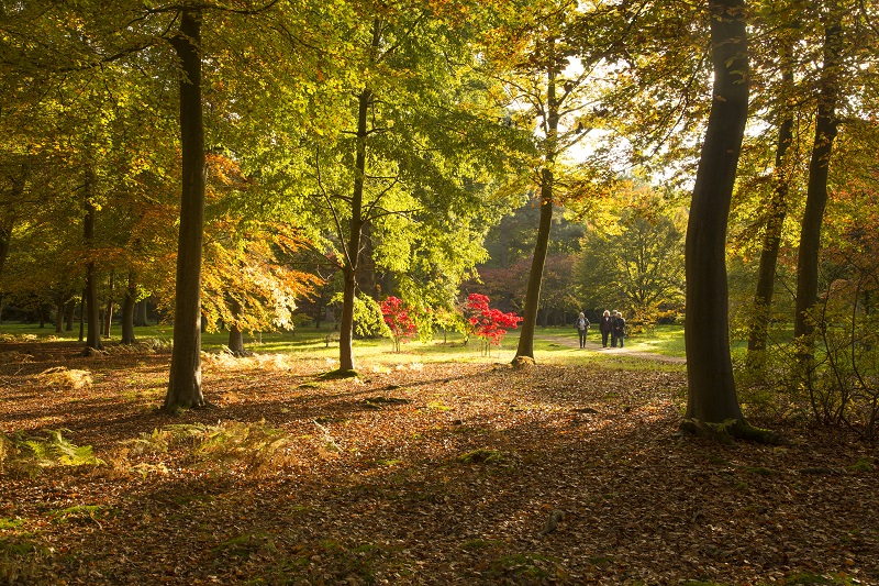 Chapel Wood in the autumn.