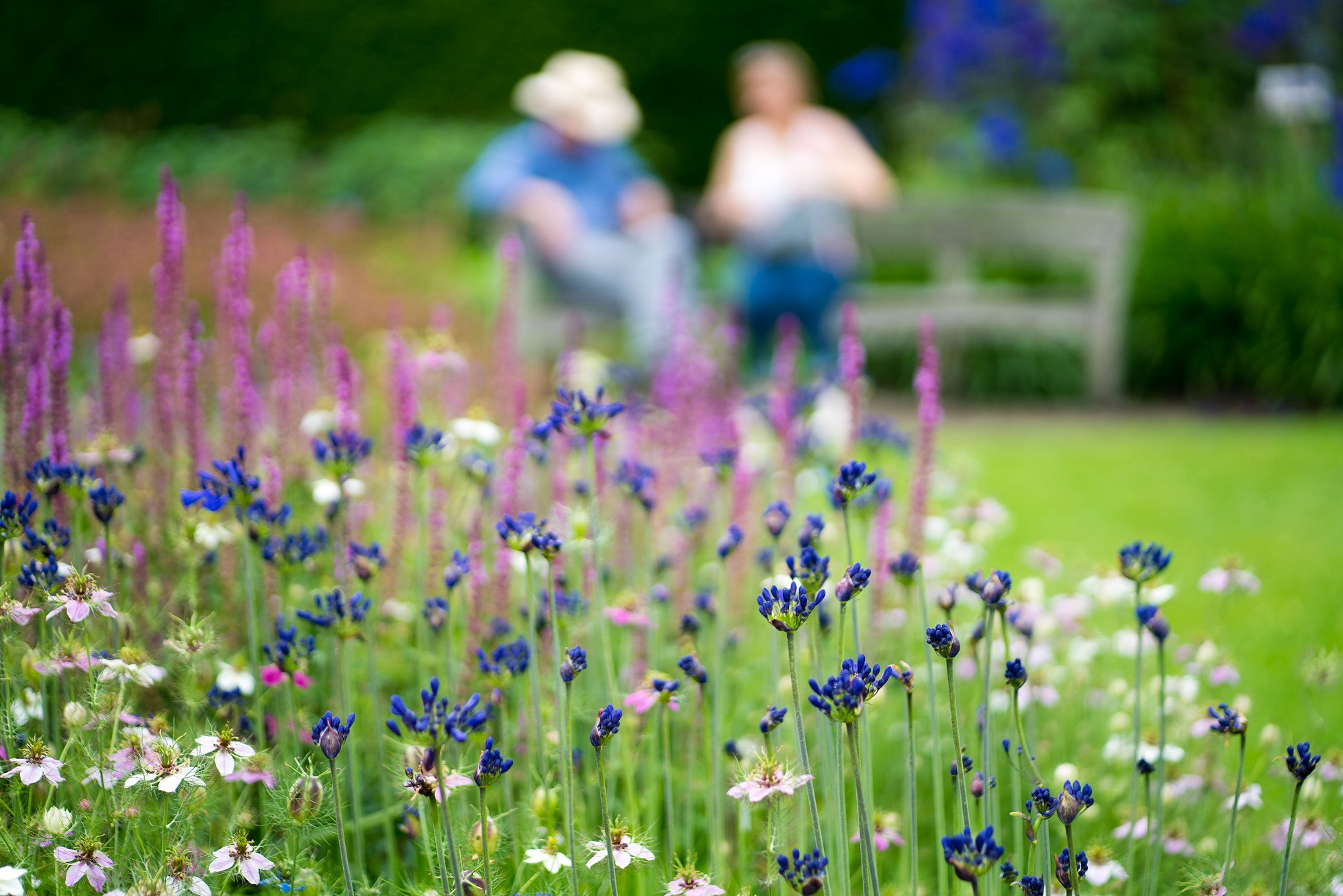 Close up view of purple and pink flowers with a couple sitting on a bench in the background.