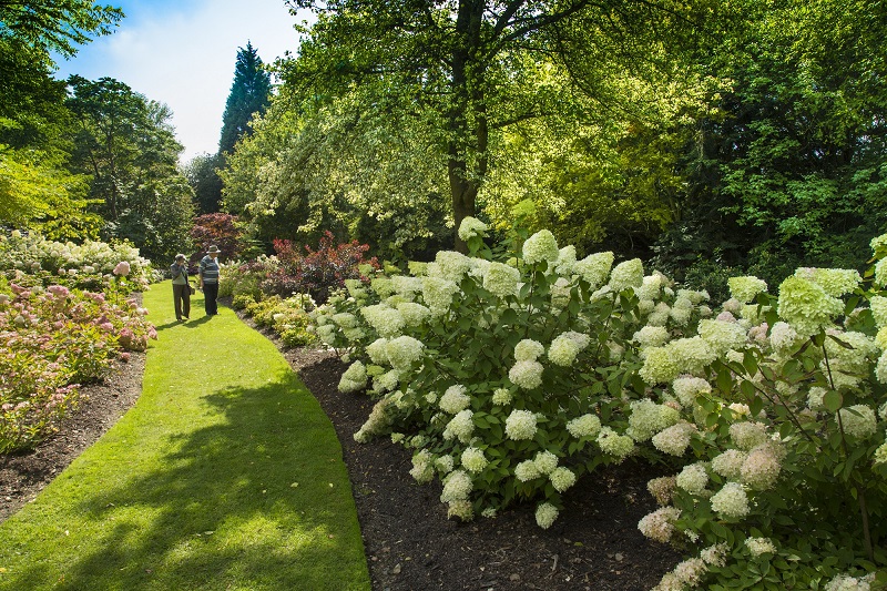 Collection of Hydrangeas in The Savill Garden.