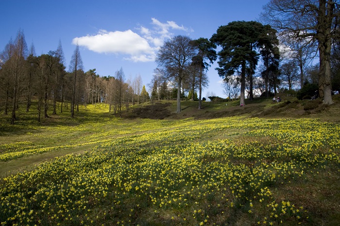 Daffodils in the Pinetum Valley.