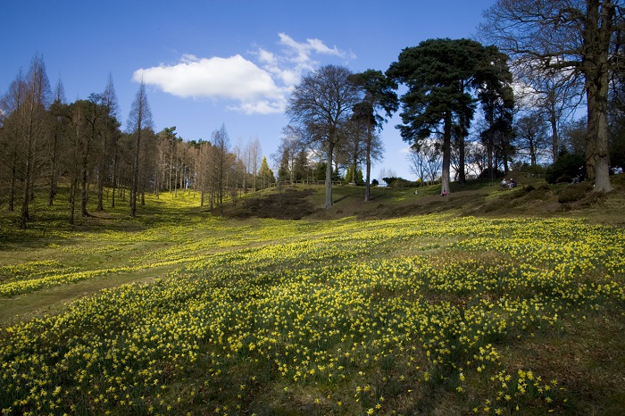 Daffodils in the Pinetum Valley. 