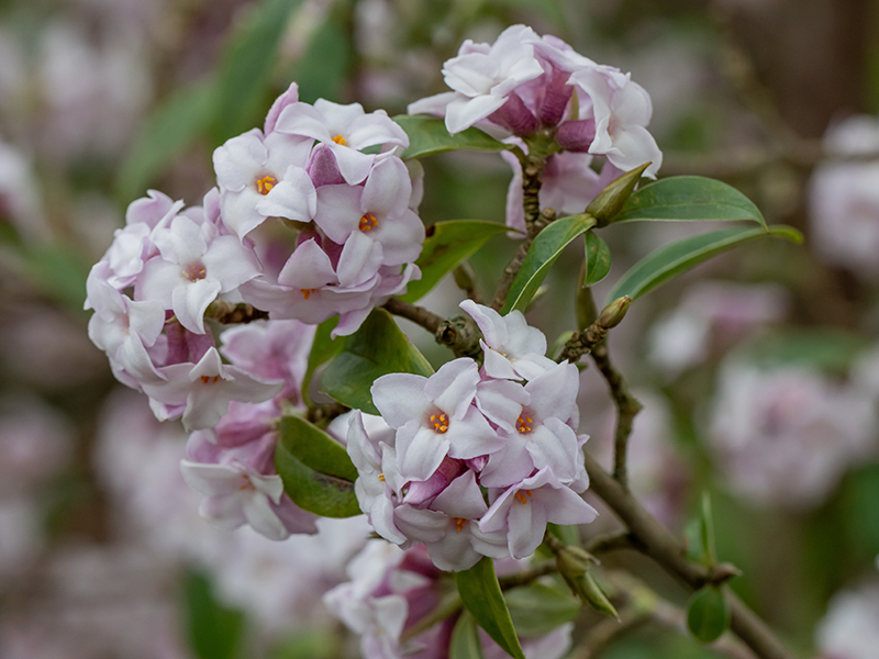 Close up of pale pink Daphne bholua 'Jacqueline Postill' in winter