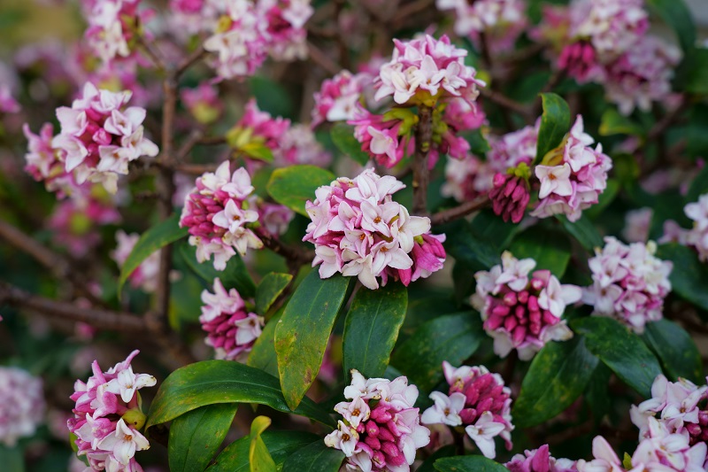 Daphne in flower.