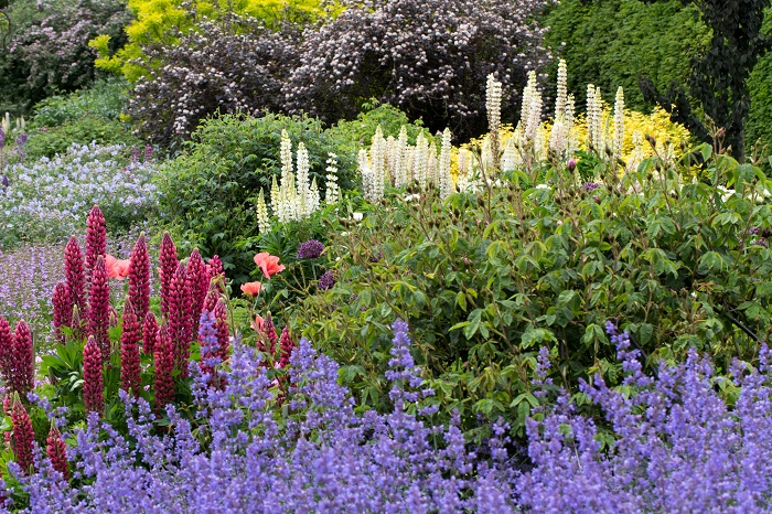 Herbaceous Border, The Savill Garden.