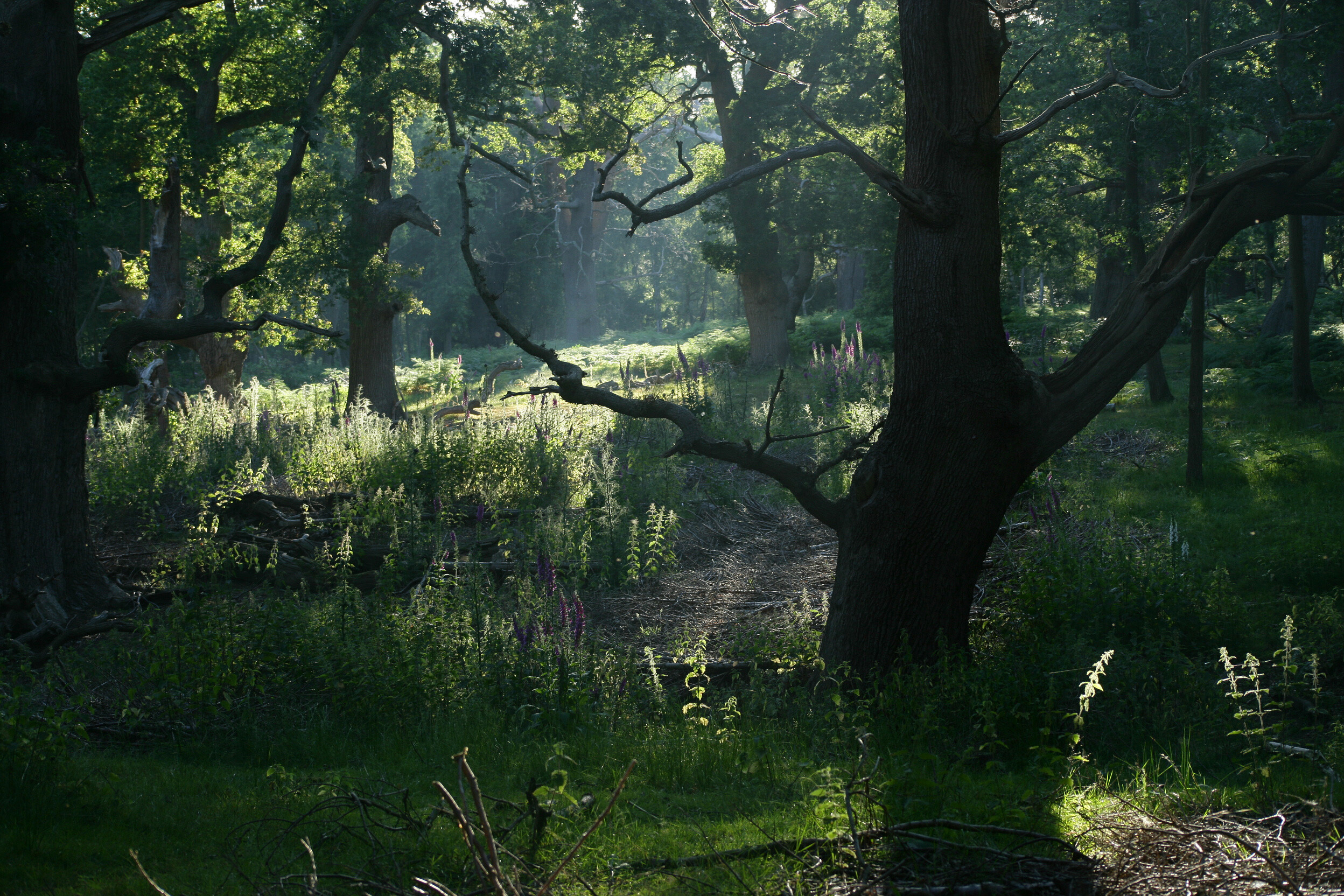 A herd of deer in Stag Meadow.